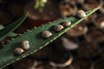 Macro close-up of a snail insect on a tree branch with a rose behind it background