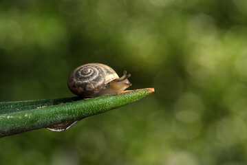 Macro close-up of a snail insect on a tree branch with a rose behind it background