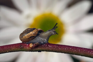 Macro close-up of a snail insect on a tree branch with a rose behind it background