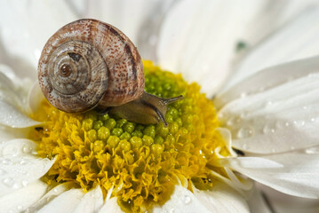 Macro close-up of a snail insect on a tree branch with a rose behind it background