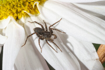 Macro close-up of a spider insect on a tree branch with a rose behind it background
