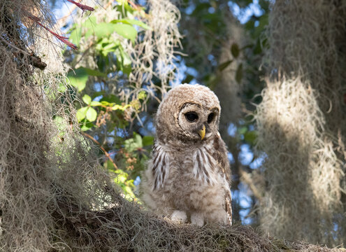 Barred owlet looking for food