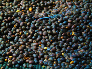 Producción de Café, Chiriquí, Panamá