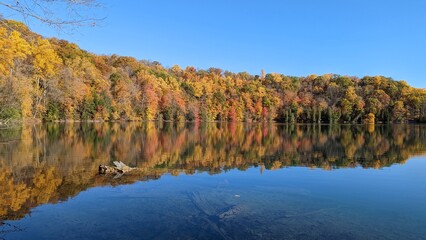forest in fall with reflection in water