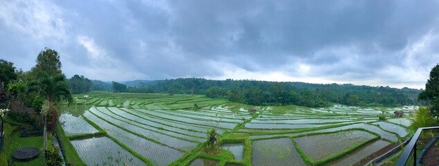 Balinese rice fields terracing