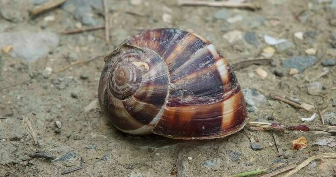 A Snail at Rest: Revealing a Hidden Guest Inside its Shell