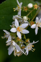 オオシマウツギ　奄美大島