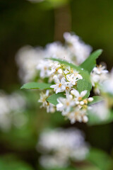 オオシマウツギ　奄美大島