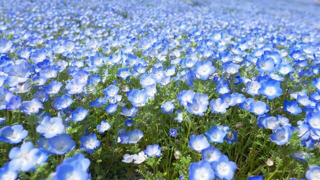 beautiful blue flower field, camera moves over a colourful blue blooming flowers, Hitachi seaside park in Japan with nemophila flowers in bloom