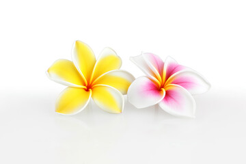 Tropical beautiful flowers, frangipani plumeria flower isolated on white background. Created with Generative AI Technology