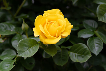 薔薇