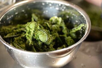Fiddlehead Fern, edible wild plants preparing the ingredients.