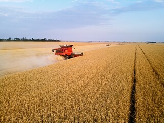 Obraz premium Aerial drone photo of red harvester working in wheat field on sunset. Combine harvesting machine driver cutting crop in farmland. Organic farming. Agriculture theme, harvesting season.