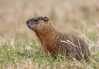 A Groundhog (Marmota monax) in a field in springtime in Ontario