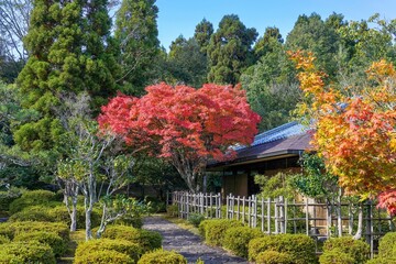 日本庭園で見た真っ赤に染まったモミジの情景