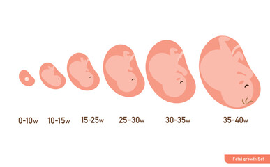 シンプルで可愛いお腹の中の胎児の成長過程のイラスト