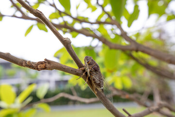 cicada