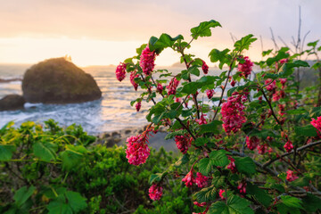Flowers on a cliff overlooking the ocean at sunset. - 595736533