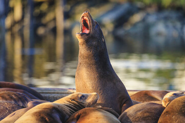 A singing sea lion. - 595736741