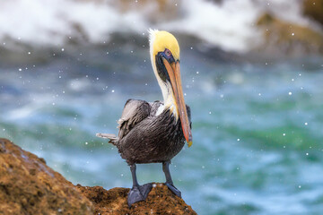 Brown pelican getting splashed. - 595736976