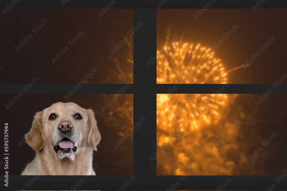 Wall mural domestic dog looks watching the fireworks in window