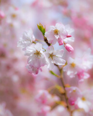 Cherry blossoms - 595738133