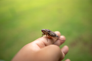 cicada 
