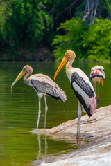 Painted stork