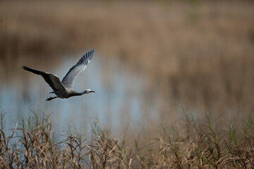 Cruising Through - While the sun gets warmer and animals become more active, a White-Faced Heron flies through the air in search of better feeding opportunities. 