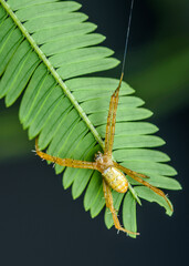 Cross spider, Yellow spider on green leaves, Even group leaf in nature with spider and nature background.