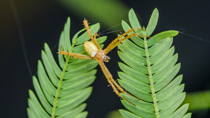 Cross spider, Yellow spider on green leaves, Even group leaf in nature with spider and nature background.