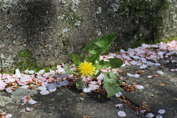 石畳　桜の花風吹と黄色いたんぽぽ