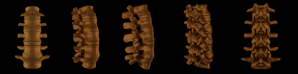 3d rendering illustration of Bronze vertebrae collection