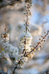 White and pink spring Cherry blossoms with a white and blue natural blurred background. Detailed close up of white flowers blooming. Beautiful and fresh.