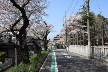 東京　葛飾の金町　桜並木の街道