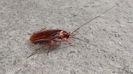 cockroach on the ground