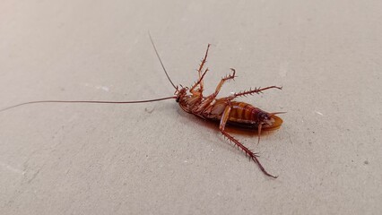 cockroach on the ground