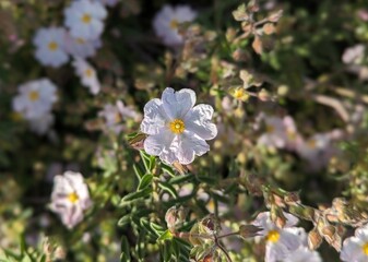 closeup of soft pink montpellier cistus flower in the garden