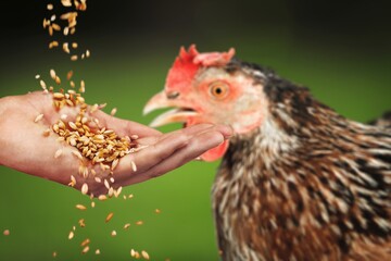 Human hand feeding hens in the farm.