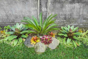 A very beautiful Balinese garden has many trees, rocks, ornaments and grass. Penglipuran Village garden at Daylight during the sunny day.