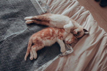 Gatitos 10 semanas (3 meses)