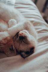 Gatitos 10 semanas (3 meses)