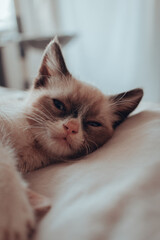 Gatitos 10 semanas (3 meses)