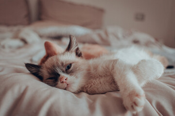 Gatitos 10 semanas (3 meses)