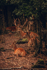 Ciervos Rojos