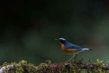 Indian Blue Robin From Western Ghats India