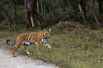 Fototapeta na wymiar Royal Bengal Tiger From Kabini Karnataka India Crossing the Safari Track