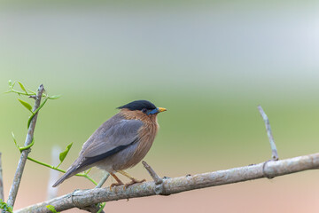 Brahminy Startling on a Perch At Kabini