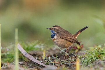 Bluethroat Bird From Gajaldoba India 