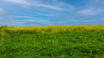 Rapeseed field in spring with a blue sky in the background